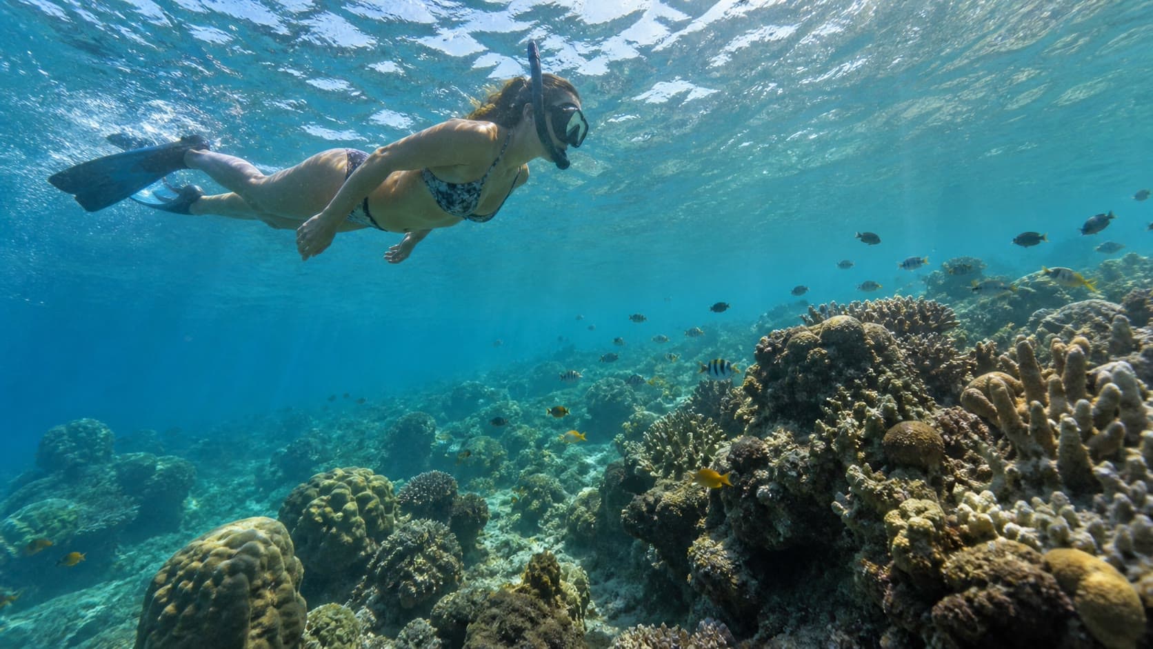 Snorkelen bij Lovina en Menjangan: dolfijnen, rif en beste tijd
